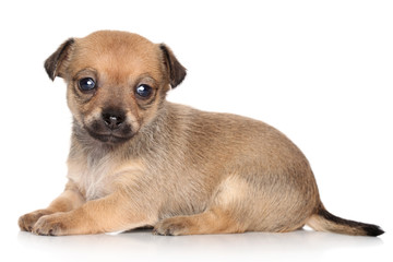 Chihuahua puppy posing