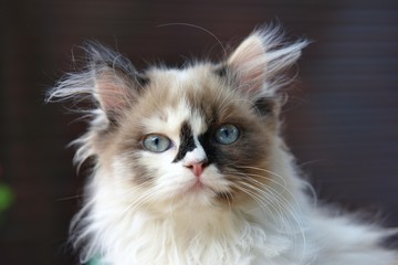 kitten