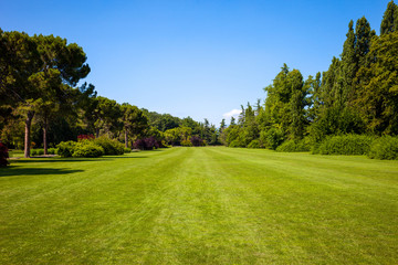 Fototapeta na wymiar Green Lawn and Trees in a Peaceful Park