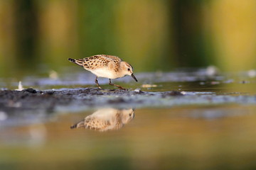 Little Stint Calidris minuta