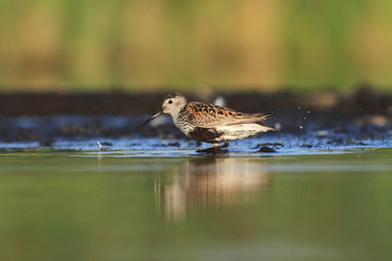 The Dunlin Calidris alpina