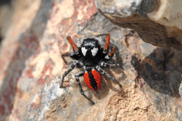 Spider in the Ararat valley. Armenia