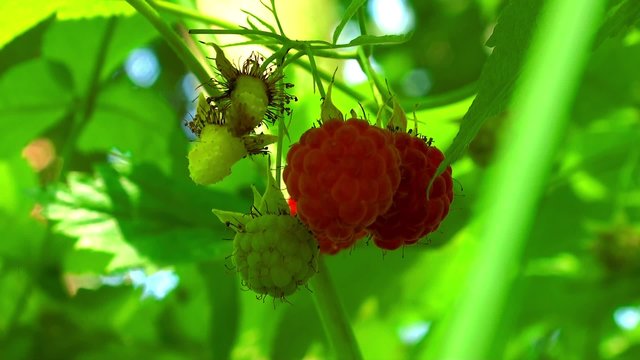Ripe fruits of wild red raspberry.