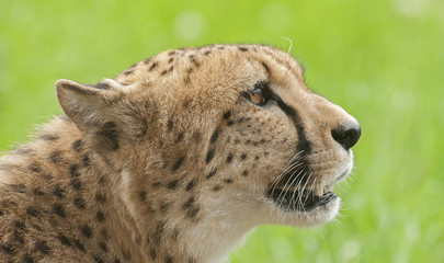 Naklejka premium Cheetah