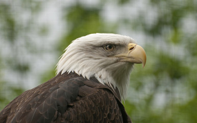Bald eagle