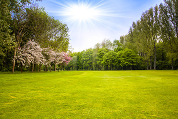 green field and trees.  Summer landscape with green gras