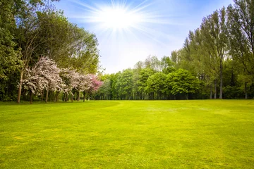 Foto op Plexiglas green field and trees.  Summer landscape with green gras © EwaStudio