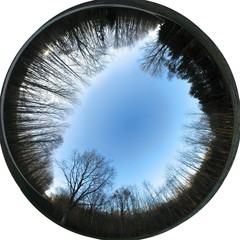 Allsky Wald