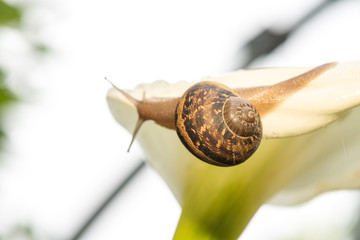 Snail on a White Calla, close-up