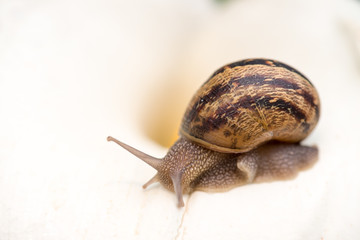 Snail on a White Calla, close-up