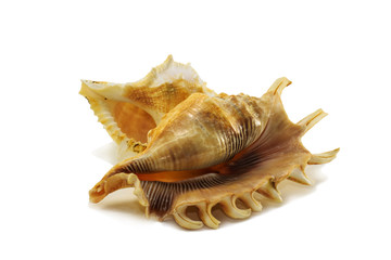 Obraz premium Two sea shells isolated over white