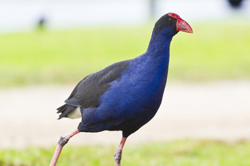 Blue bird