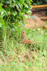 Brown thai lizard on green grass.