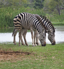 two zebra feeding in green grass field