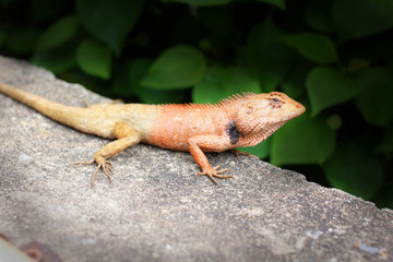 Brown thai lizard on green grass.