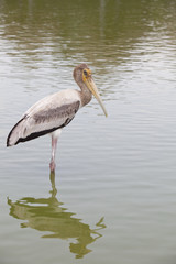 Painted stork  standing in pool water