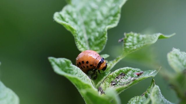 beetle