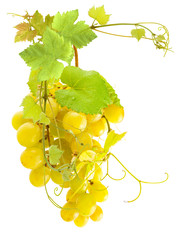 grappe de raisin blanc © Unclesam