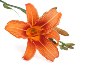 Obraz na płótnie Canvas Orange lily flower isolated on white background. close-up