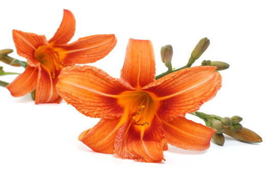 Two beautiful orange lily flower isolated on white background