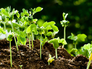 sprouts