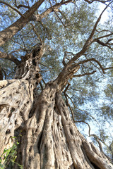 old olive tree