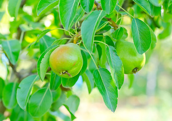 pear on tree