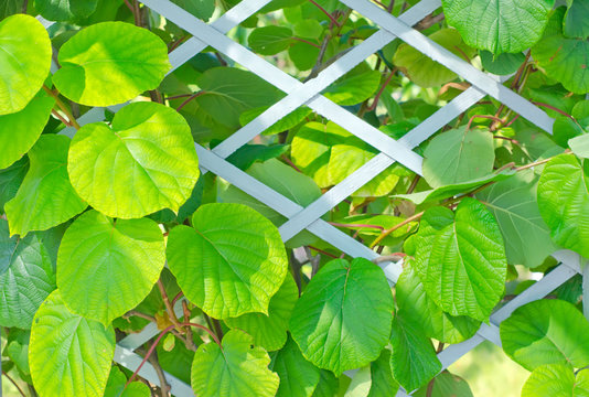 Fototapeta kiwi leaf