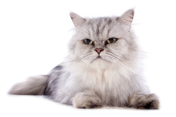 persian cat