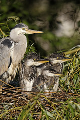 Grey heron, Ardea cinerea