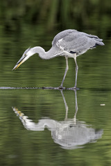 Obraz premium Grey heron, Ardea cinerea