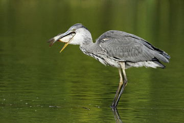 Grey heron, Ardea cinerea