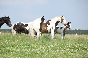 Naklejka na ściany i meble Batch of mares with foals on pasturage
