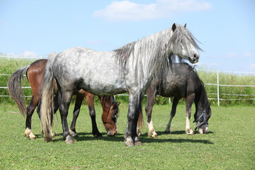 Grey welsh pony standing on pasturage
