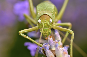 Grasshopper on lavender flower