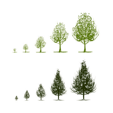 Stages of growing tree for your design