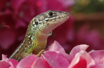 Green lizard is peeping from cluster of pink flowers
