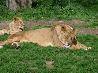 Fototapeta na wymiar lwica i jej małą leżącego w trawie