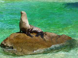 a sea lion sunbathing on a rock