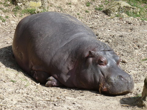 a hippo sleeping, skin detail