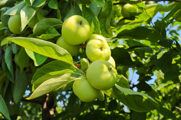 Ripe apples on a branch
