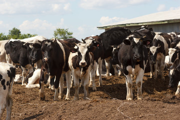 Cows in the russian farm