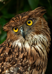 portrait of an owl