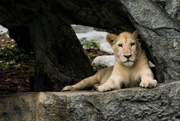 Naklejka premium lioness resting