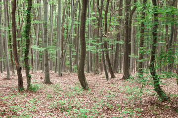 Healthy trees on the mountain