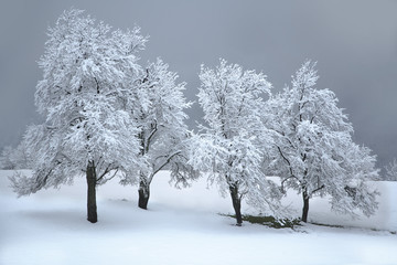 Lonely trees in winter fog