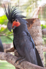 Palm cockatoo