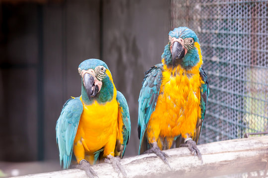 Blue Throated Macaw