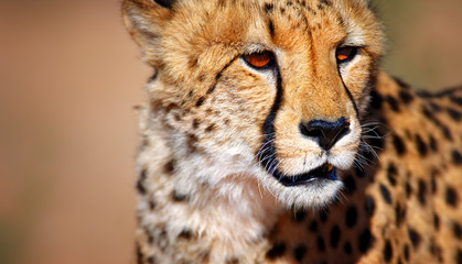 Cheetah portrait - obrazy, fototapety, plakaty