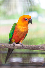 Colorful jandaya conure